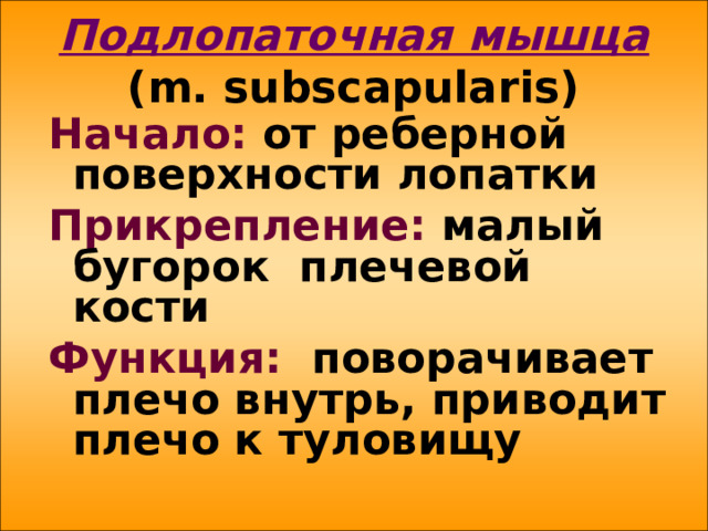 Подлопаточная мышца   ( m . subscapularis ) Начало: от реберной поверхности лопатки Прикрепление: малый бугорок плечевой кости Функция: поворачивает плечо внутрь, приводит плечо к туловищу 