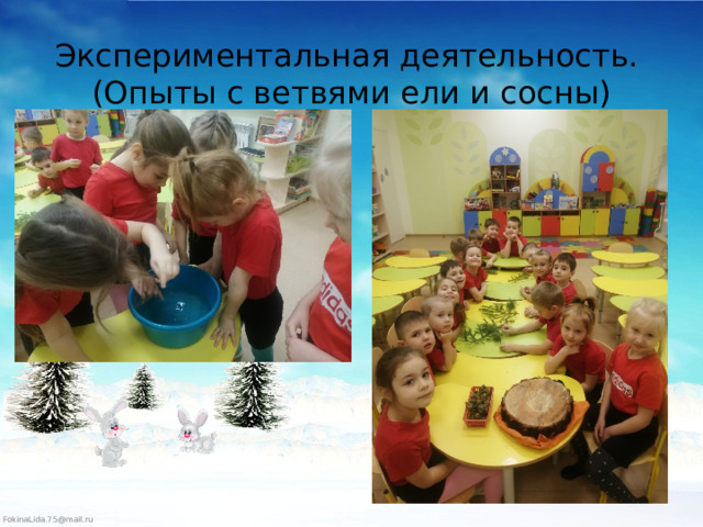  Экспериментальная деятельность.  (Опыты с ветвями ели и сосны)   