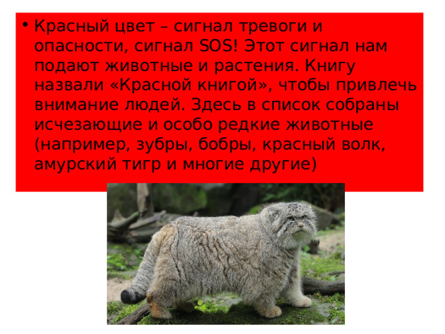 Красный цвет – сигнал тревоги и опасности, сигнал SOS! Этот сигнал нам подают животные и растения. Книгу назвали «Красной книгой», чтобы привлечь внимание людей. Здесь в список собраны исчезающие и особо редкие животные (например, зубры, бобры, красный волк, амурский тигр и многие другие)  