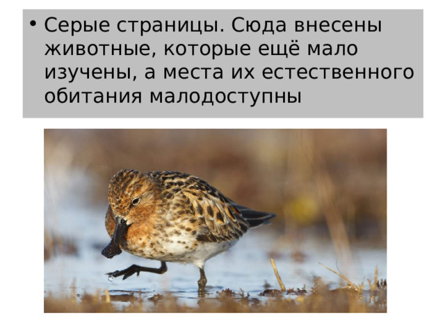 Серые страницы. Сюда внесены животные, которые ещё мало изучены, а места их естественного обитания малодоступны 
