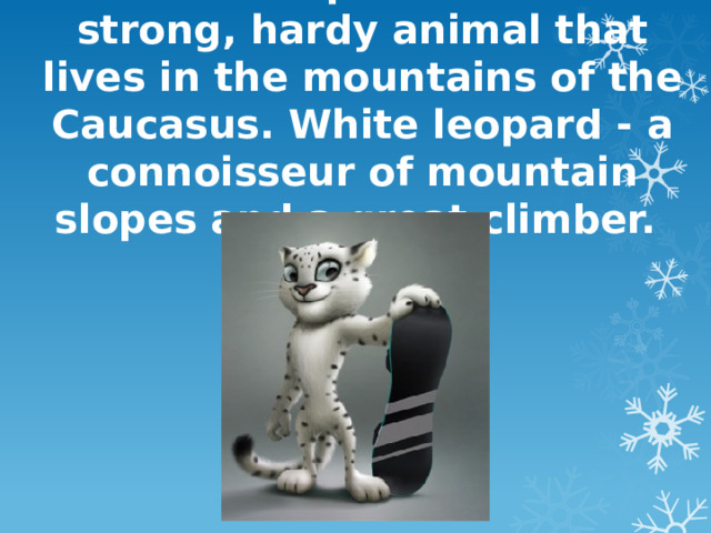 White leopard Barsik - strong, hardy animal that lives in the mountains of the Caucasus. White leopard - a connoisseur of mountain slopes and a great climber. 