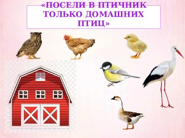 «Посели в птичник только домашних птиц» 