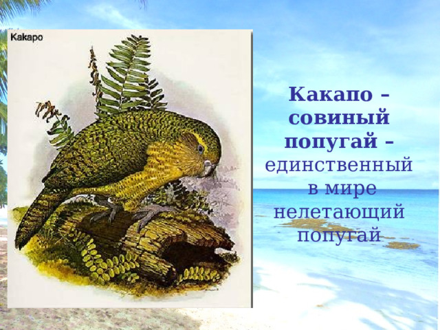 Какапо – совиный попугай – единственный  в мире нелетающий попугай 