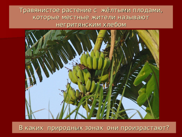 Травянистое растение с жёлтыми плодами, которые местные жители называют негритянским хлебом В каких природных зонах они произрастают? 