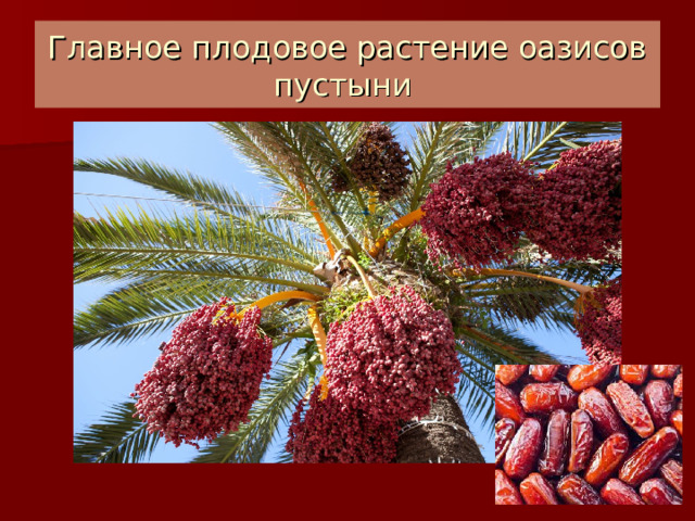 Главное плодовое растение оазисов пустыни 