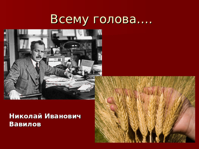  Всему голова…. Николай Иванович Вавилов 