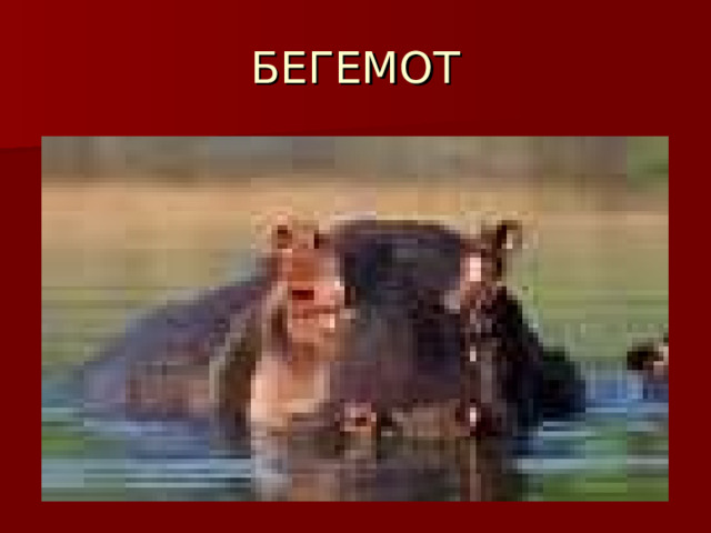 БЕГЕМОТ 