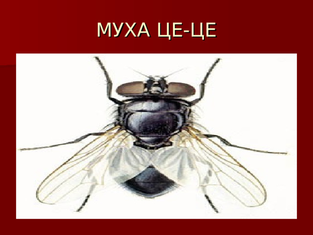 МУХА ЦЕ-ЦЕ 