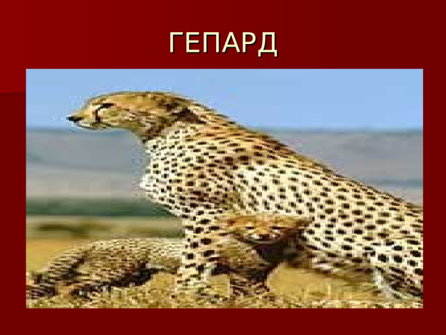 ГЕПАРД 