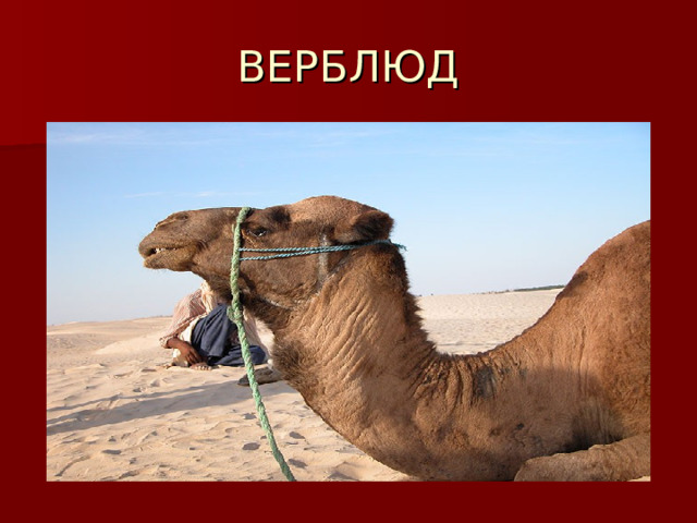 ВЕРБЛЮД 