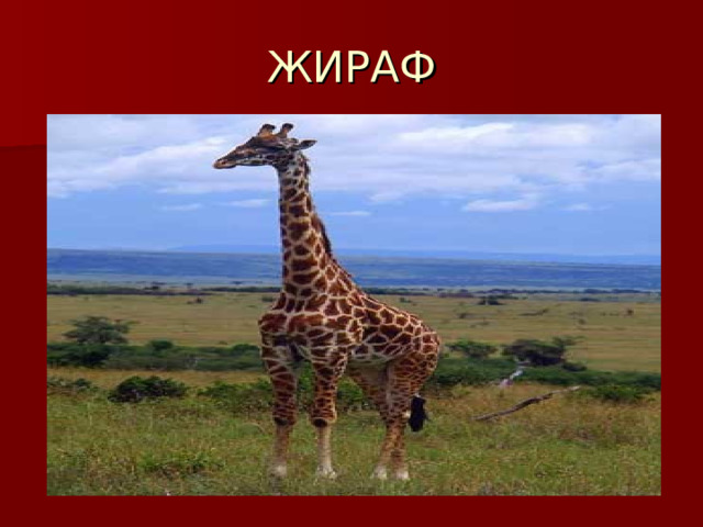 ЖИРАФ 