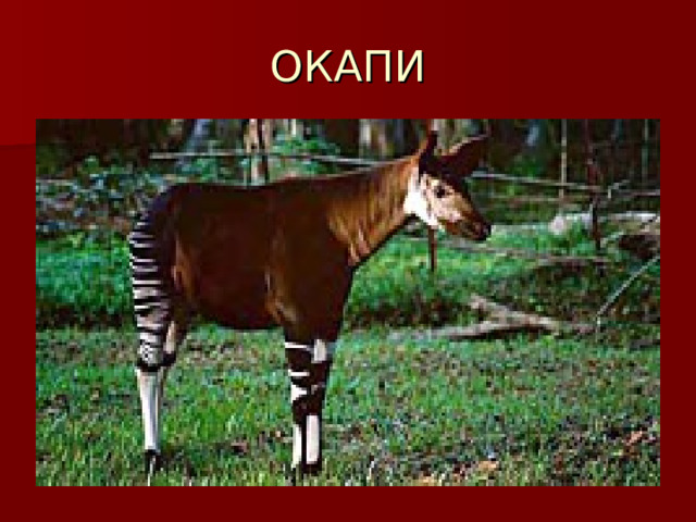 ОКАПИ 