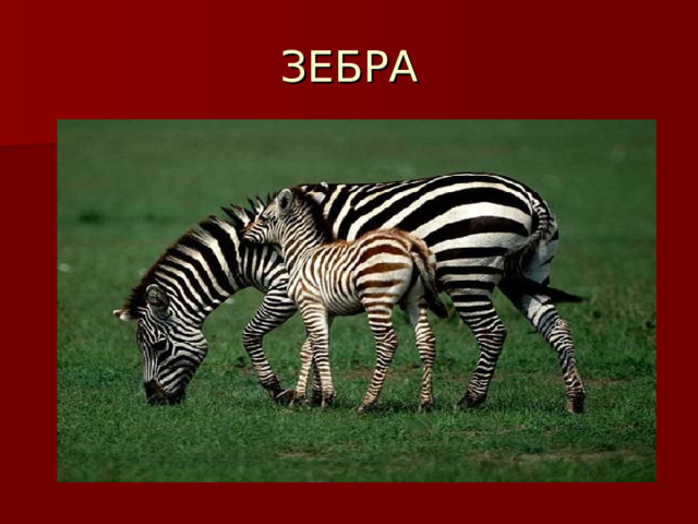 ЗЕБРА 