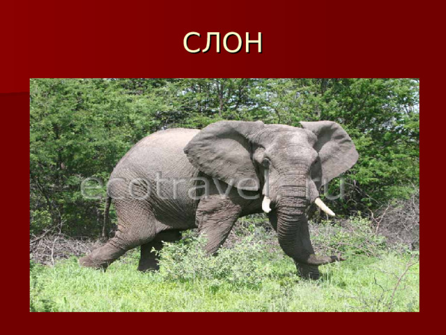 СЛОН 