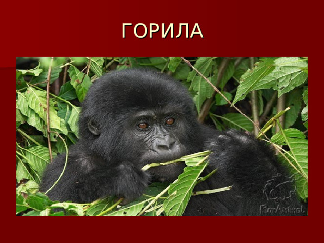 ГОРИЛА 