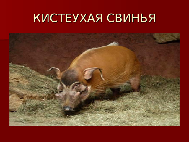 КИСТЕУХАЯ СВИНЬЯ 