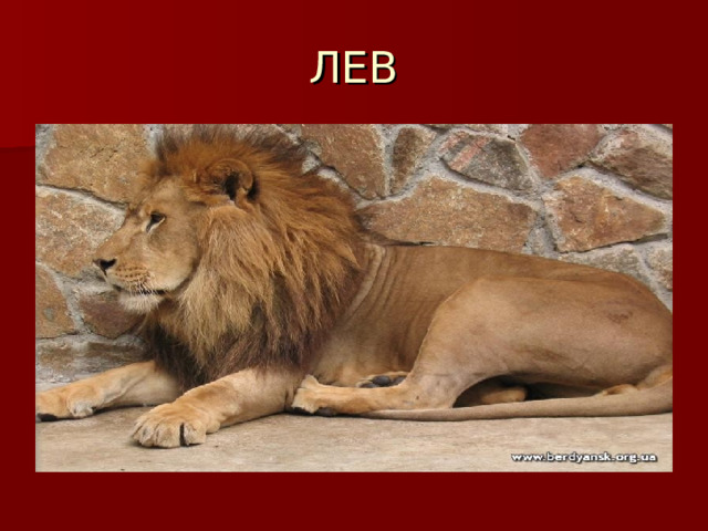 ЛЕВ 