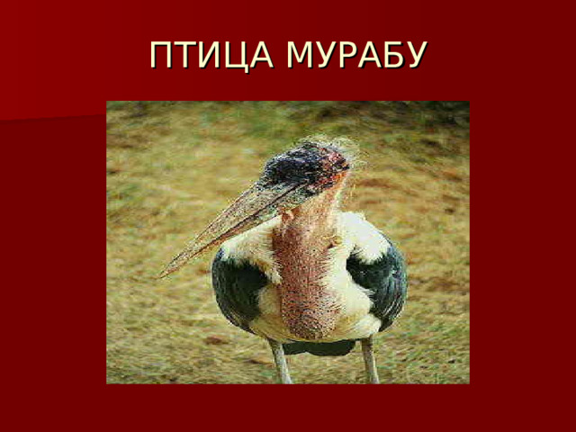 ПТИЦА МУРАБУ 