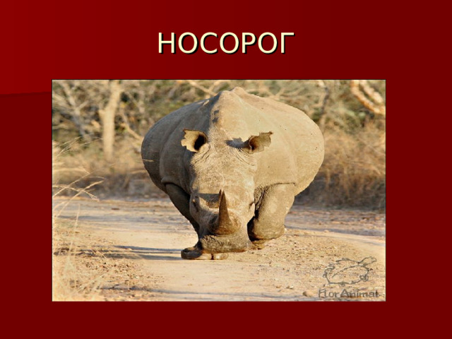 НОСОРОГ 