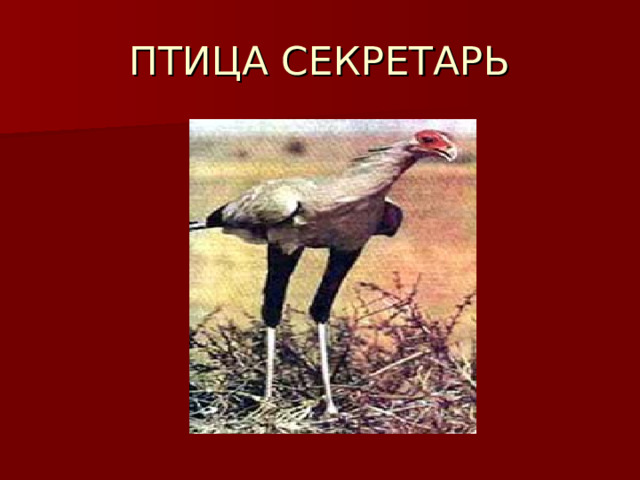 ПТИЦА СЕКРЕТАРЬ 
