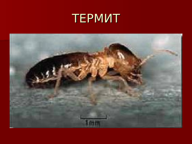 ТЕРМИТ 