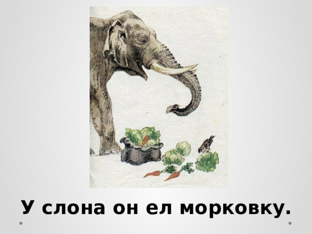 У слона он ел морковку. 