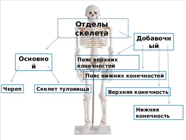 Отделы скелета Добавочный Основной Пояс верхних конечностей Пояс нижних конечностей Череп Скелет туловища Верхняя конечность Нижняя конечность 