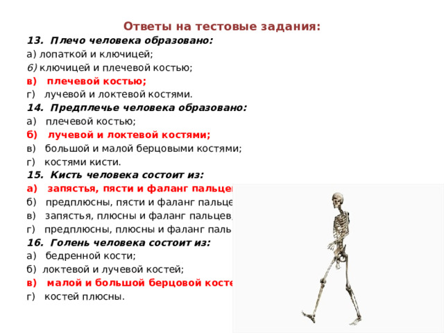 Ответы на тестовые задания: 13.  Плечо человека образовано: а) лопаткой и ключицей; 6)  ключицей и плечевой костью; в)   плечевой костью; г)   лучевой и локтевой костями. 14.  Предплечье человека образовано: а)   плечевой костью; б)   лучевой и локтевой костями; в)   большой и малой берцовыми костями; г)   костями кисти. 15.  Кисть человека состоит из: а)   запястья, пясти и фаланг пальцев; б)   предплюсны, пясти и фаланг пальцев; в)   запястья, плюсны и фаланг пальцев; г)   предплюсны, плюсны и фаланг пальцев. 16.  Голень человека состоит из: а)   бедренной кости; б)  локтевой и лучевой костей; в)   малой и большой берцовой костей; г)   костей плюсны.  