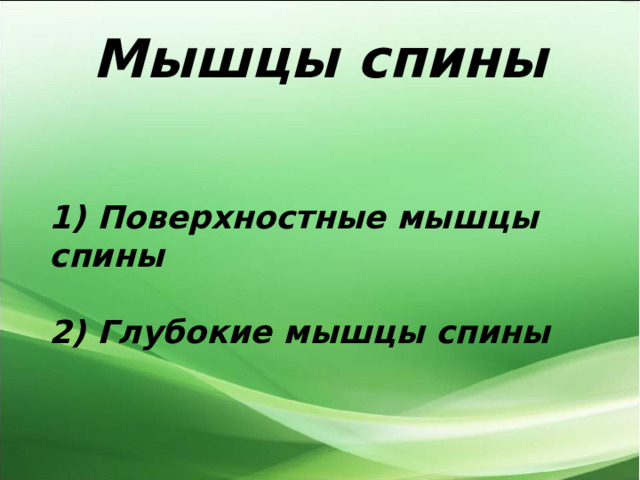 Мышцы спины 1) Поверхностные мышцы спины   2) Глубокие мышцы спины 
