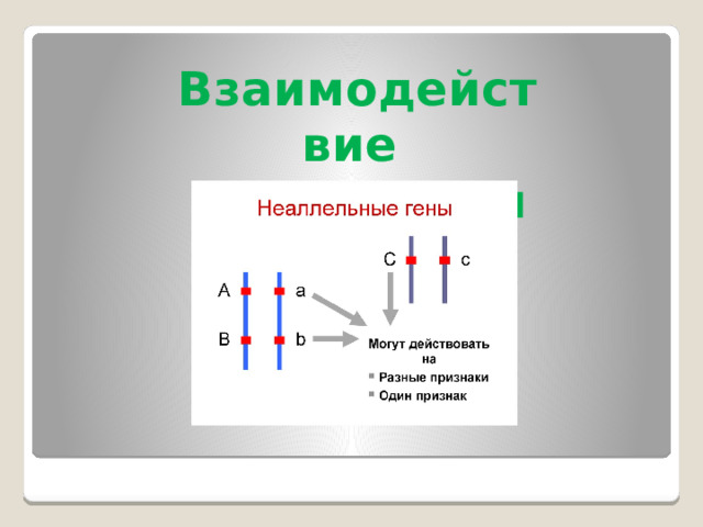 Взаимодействие неаллельных генов. 