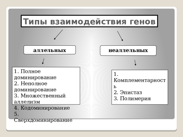 Типы взаимодействия генов неаллельных аллельных 1. Полное доминирование 2. Неполное доминирование 3. Множественный аллелизм 4. Кодоминирование 5. Сверхдоминирование 1. Комплементарность 2. Эпистаз 3. Полимерия 