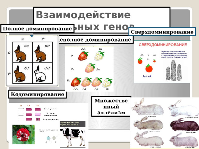 Взаимодействие  аллельных  генов Полное доминирование Сверхдоминирование Неполное доминирование Кодоминирование Множественный аллелизм 