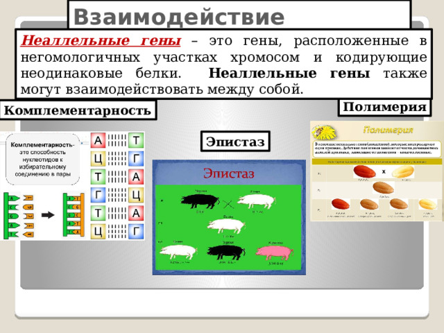Взаимодействие неаллельных генов Неаллельные гены – это гены, расположенные в негомологичных участках хромосом и кодирующие неодинаковые белки. Неаллельные  гены также могут взаимодействовать между собой. Полимерия Комплементарность Эпистаз 