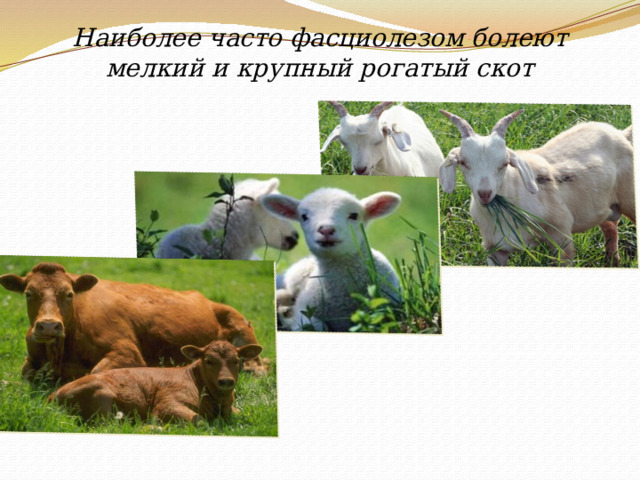 Наиболее часто фасциолезом болеют мелкий и крупный рогатый скот 