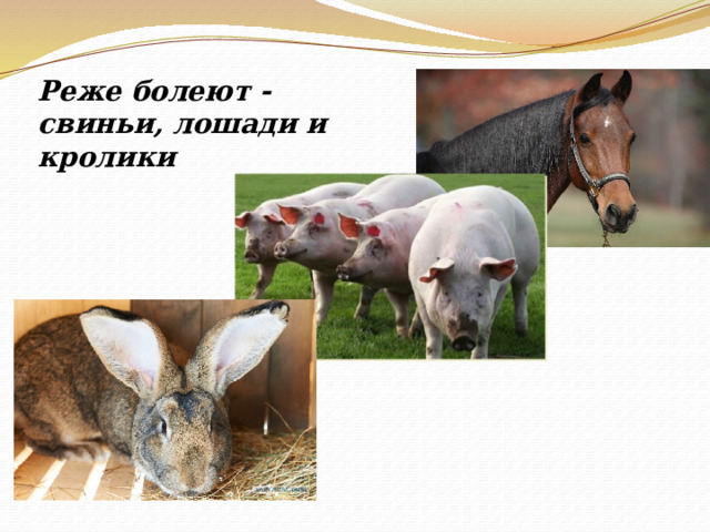 Реже болеют - свиньи, лошади и кролики 
