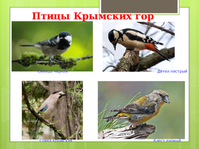 Птицы Крымских гор        Синица чёрная Дятел пестрый                Сойка крымская Клест еловый 