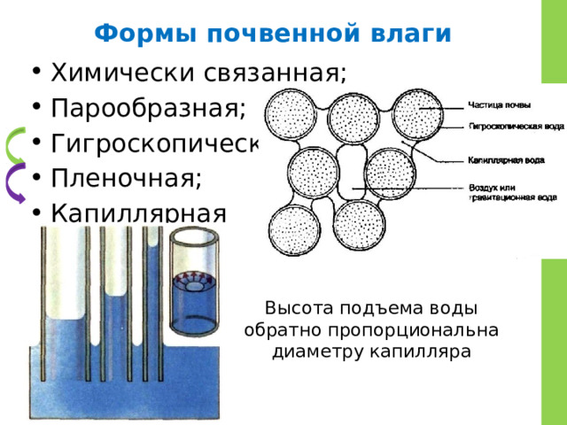 Формы почвенной влаги Химически связанная; Парообразная; Гигроскопическая; Пленочная; Капиллярная Высота подъема воды обратно пропорциональна диаметру капилляра 