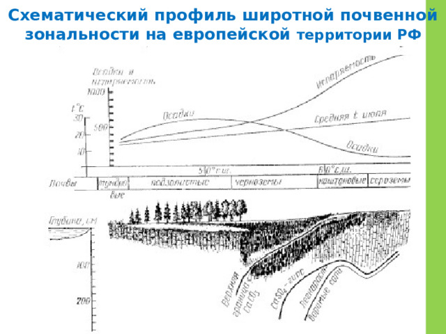 Схематический профиль широтной почвенной зональности на европейской территории РФ 