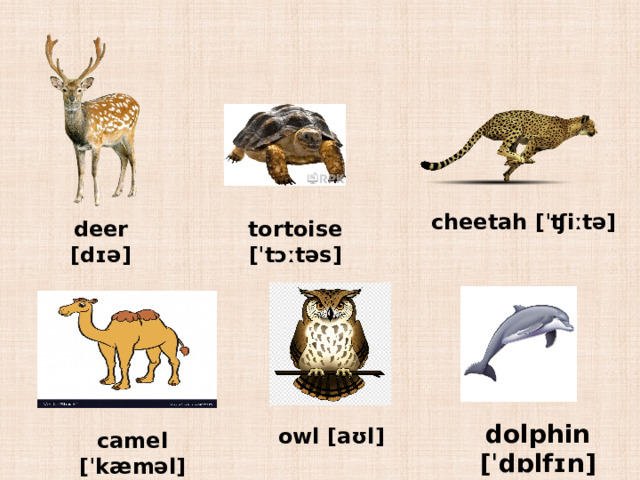 cheetah [ˈʧiːtə] deer [dɪə] tortoise [ˈtɔːtəs] dolphin [ˈdɒlfɪn] owl [aʊl] camel [ˈkæməl] 