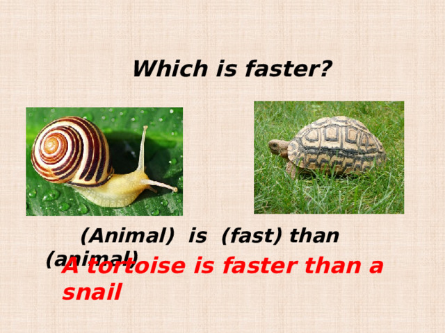 Which is faster?  (Animal) is (fast) than (animal) A tortoise is faster than a snail 