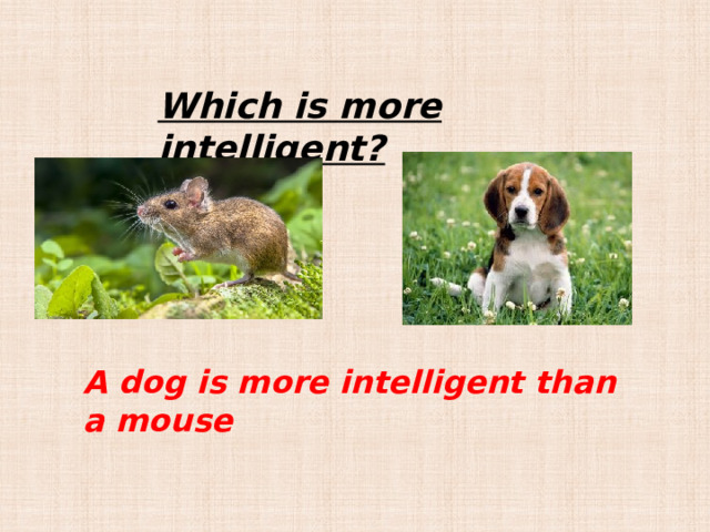 Which is more intelligent? A dog is more intelligent than a mouse 