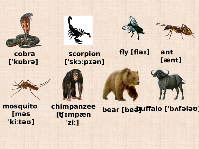 fly [flaɪ] ant [ænt] scorpion [ˈskɔːpɪən] cobra [ˈkɒbrə] mosquito [məsˈkiːtəʊ] chimpanzee [ʧɪmpænˈziː] buffalo [ˈbʌfələʊ] bear [beə] 