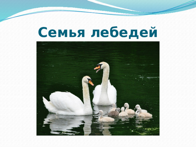 Семья лебедей 