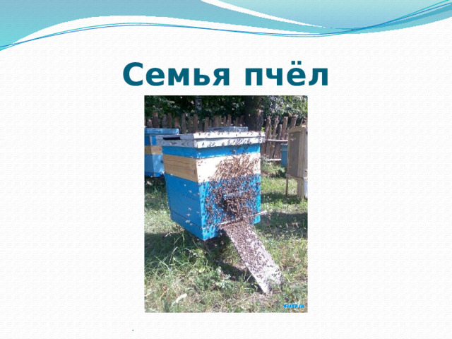 Семья пчёл . 