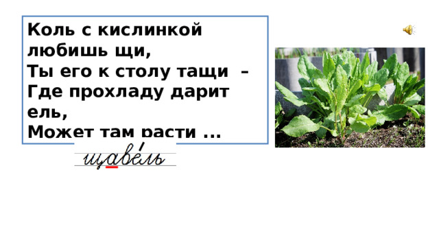 Коль с кислинкой любишь щи,  Ты его к столу тащи –  Где прохладу дарит ель,  Может там расти ... 