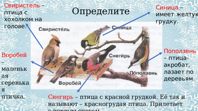 Свиристель – птица с хохолком на голове. Синица – имеет желтую грудку. Определите Поползень – птица-акробат, лазает по деревьям. Воробей – маленькая серенькая птичка. Снегирь – птица с красной грудкой. Её так и называют – красногрудая птица. Прилетает с первым снегом. 