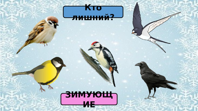 Кто лишний? ЗИМУЮЩИЕ 