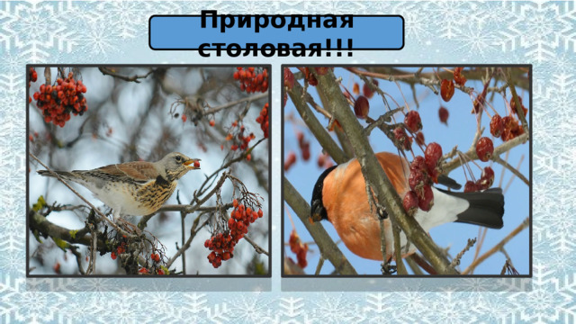 Природная столовая!!! 
