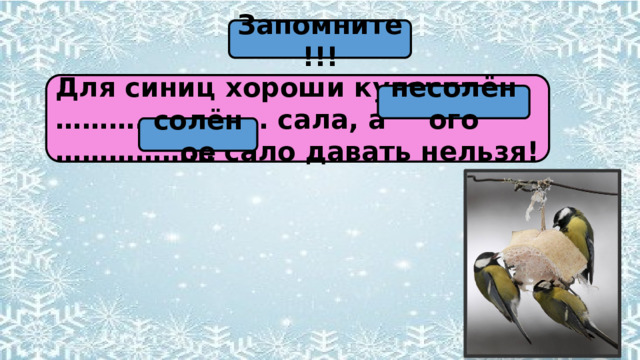 Запомните!!! Для синиц хороши кусочки …………………… сала, а ……………… сало давать нельзя! несолёного солёное 