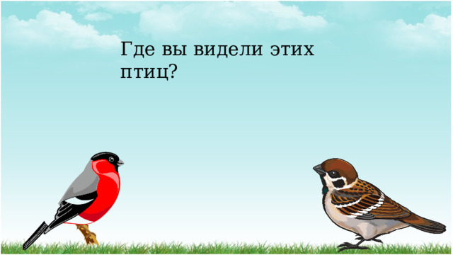 Где вы видели этих птиц? 
